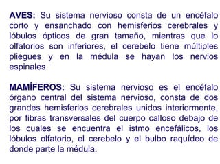 Ontogenia y Filogenia