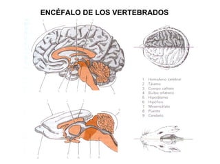 Ontogenia y Filogenia
