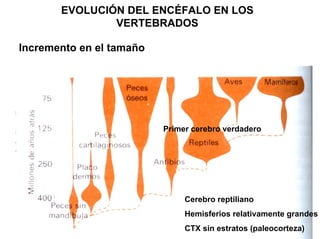 Ontogenia y Filogenia