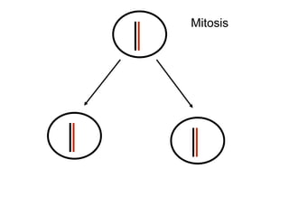 Ontogenia y Filogenia