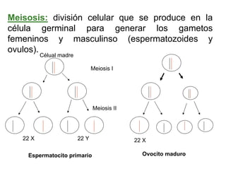 Ontogenia y Filogenia