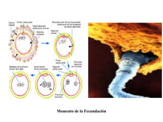 Ontogenia y Filogenia
