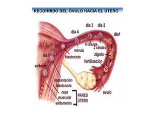 Ontogenia y Filogenia
