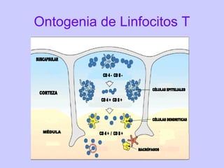 Ontogenia de Linfocitos T
 
