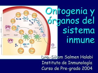 Ontogenia y órganos del  sistema inmune Dra. Siham Salmen Halabi Instituto de Inmunología Curso de Pre-grado 2004 