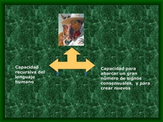Capacidad para abarcar un gran número de signos consensuales,  y para crear nuevos Capacidad recursiva del lenguaje humano 1 2 