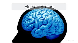 Human Brains
Image credits: Shutterstock