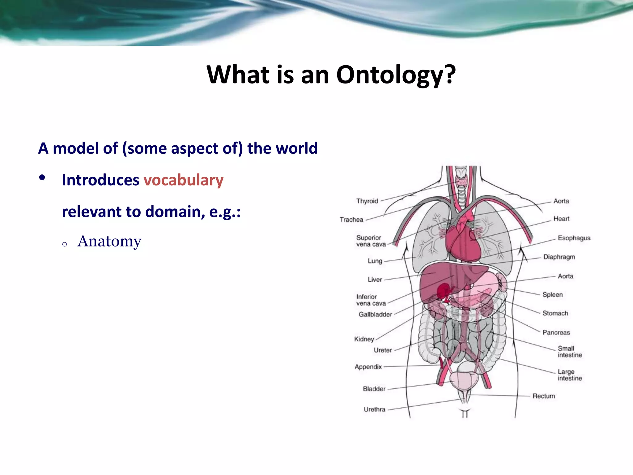 What is an Ontology?
A model of (some aspect of) the world
• Introduces vocabulary
relevant to domain, e.g.:
o Anatomy
 