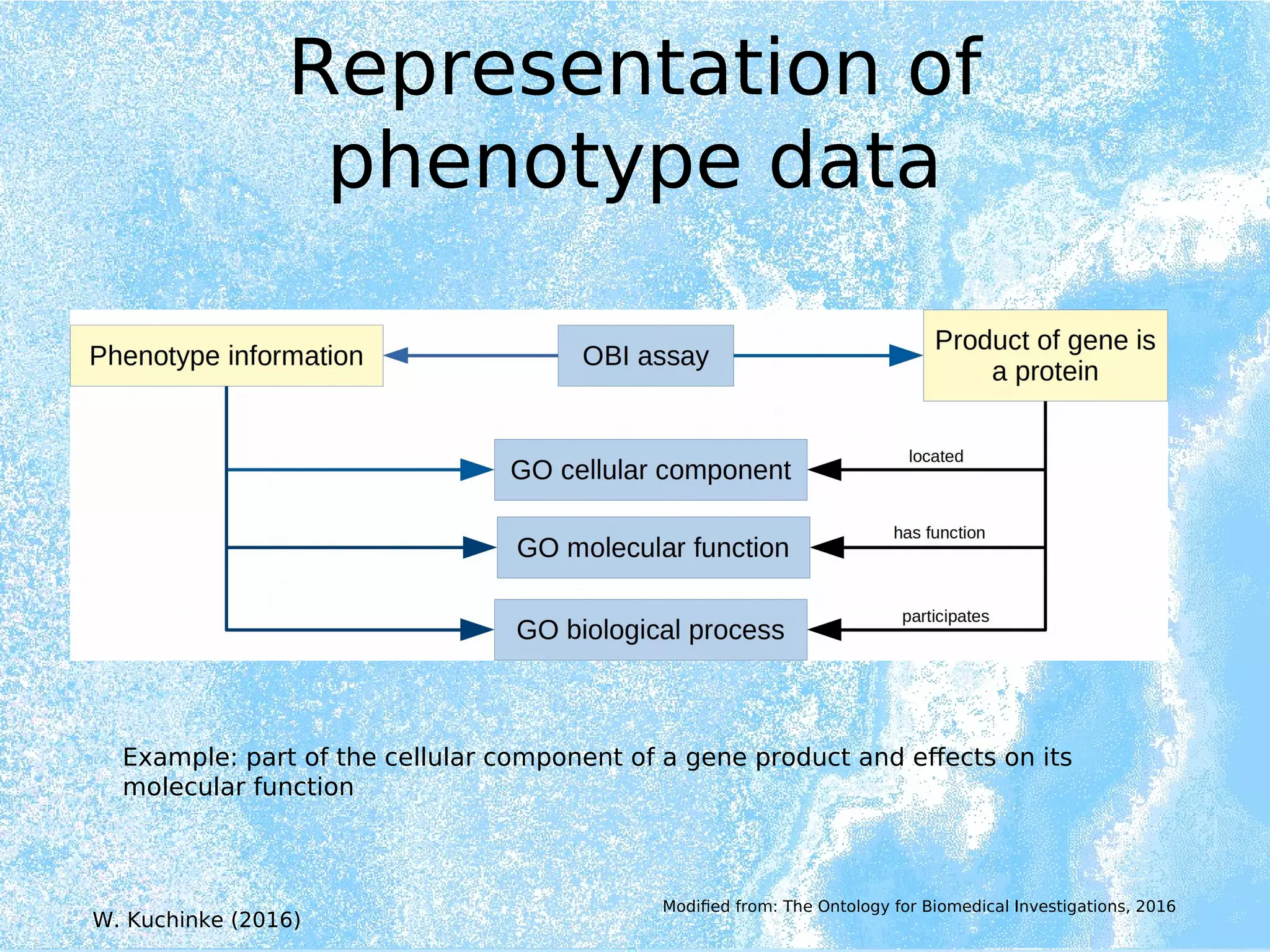 Representation of
phenotype data
Example: part of the cellular component of a gene product and effects on its
molecular function
Modified from: The Ontology for Biomedical Investigations, 2016
W. Kuchinke (2016)
 