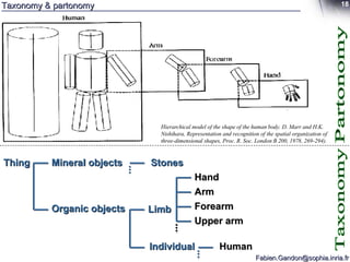Taxonomy & partonomy Thing Mineral objects Organic objects Stones Individual Limb Arm Forearm Upper arm Hand Human Taxonomy Partonomy Hierarchical model of the shape of the human body. D. Marr and H.K. Nishihara, Representation and recognition of the spatial organization of three-dimensional shapes, Proc. R. Soc. London B 200, 1978, 269-294). 