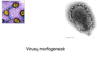 Virusų morfogenezė
 