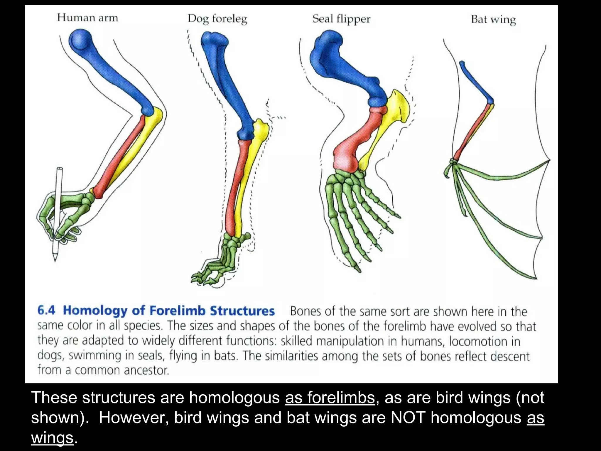 These structures are homologous as forelimbs, as are bird wings (not
shown). However, bird wings and bat wings are NOT homologous as
wings.
 