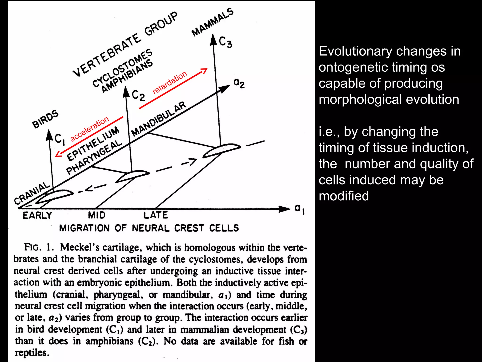 acceleration
retardation
Evolutionary changes in
ontogenetic timing os
capable of producing
morphological evolution
i.e., by changing the
timing of tissue induction,
the number and quality of
cells induced may be
modified
 