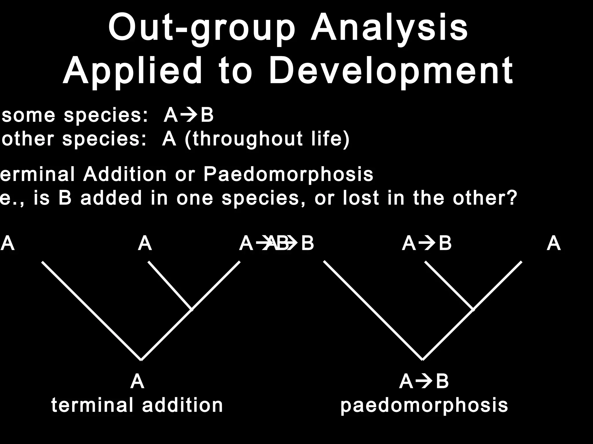 Out-group Analysis
Applied to Development
erminal Addition or Paedomorphosis
e., is B added in one species, or lost in the other?
some species: AB
other species: A (throughout life)
A A AB
A
terminal addition
AB AB A
AB
paedomorphosis
 