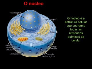 O núcleo é a
estrutura celular
que coordena
todas as
atividades
químicas da
célula.
O núcleo
 