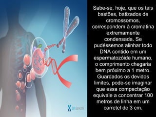 Sabe-se, hoje, que os tais
bastões, batizados de
cromossomos,
correspondem à cromatina
extremamente
condensada. Se
pudéssemos alinhar todo
DNA contido em um
espermatozóide humano,
o comprimento chegaria
bem próximo a 1 metro.
Guardados os devidos
limites, pode-se imaginar
que essa compactação
equivale a concentrar 100
metros de linha em um
carretel de 3 cm.
 