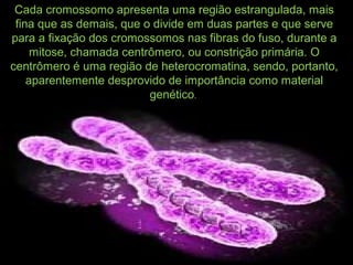 Cada cromossomo apresenta uma região estrangulada, mais
fina que as demais, que o divide em duas partes e que serve
para a fixação dos cromossomos nas fibras do fuso, durante a
mitose, chamada centrômero, ou constrição primária. O
centrômero é uma região de heterocromatina, sendo, portanto,
aparentemente desprovido de importância como material
genético.
 