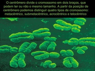 O centrômero divide o cromossomo em dois braços, que
podem ter ou não o mesmo tamanho. A partir da posição de
centrômero podemos distinguir quatro tipos de cromossomo:
metacêntrico, submetacêntrico, acrocêntrico e telocêntrico
 
