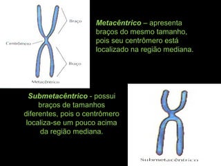 Metacêntrico – apresenta
braços do mesmo tamanho,
pois seu centrômero está
localizado na região mediana.
Submetacêntrico - possui
braços de tamanhos
diferentes, pois o centrômero
localiza-se um pouco acima
da região mediana.
 