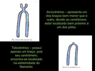 Acrocêntrico – apresenta um
dos braços bem menor que o
outro, devido ao centrômero
estar localizado bem próximo a
um dos pólos.
Telocêntrico – possui
apenas um braço, pois
seu centrômero,
encontra-se localizado
na extremidade do
filamento
 