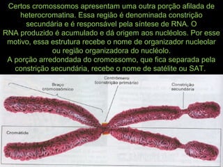 Certos cromossomos apresentam uma outra porção afilada de
heterocromatina. Essa região é denominada constrição
secundária e é responsável pela síntese de RNA. O
RNA produzido é acumulado e dá origem aos nucléolos. Por esse
motivo, essa estrutura recebe o nome de organizador nucleolar
ou região organizadora do nucléolo.
A porção arredondada do cromossomo, que fica separada pela
constrição secundária, recebe o nome de satélite ou SAT.
 