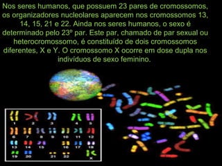 Nos seres humanos, que possuem 23 pares de cromossomos,
os organizadores nucleolares aparecem nos cromossomos 13,
14, 15, 21 e 22. Ainda nos seres humanos, o sexo é
determinado pelo 23º par. Este par, chamado de par sexual ou
heterocromossomo, é constituído de dois cromossomos
diferentes, X e Y. O cromossomo X ocorre em dose dupla nos
indivíduos de sexo feminino.
 