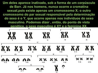Um deles aparece inativado, sob a forma de um corpúsculo
de Barr. Já nos homens, nunca ocorre a cromatina
sexual,pois existe apenas um cromossomo X; o outro
cromossomo do par sexual responsável pela determinação
do sexo é o Y, que ocorre apenas nos indivíduos do sexo
masculino. Podemos dizer , então, do ponto de vista
genético, o sexo masculino é XY e o feminino XX.
 