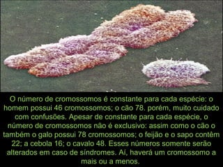 O número de cromossomos é constante para cada espécie: o
homem possui 46 cromossomos; o cão 78. porém, muito cuidado
com confusões. Apesar de constante para cada espécie, o
número de cromossomos não é exclusivo: assim como o cão o
também o galo possui 78 cromossomos; o feijão e o sapo contêm
22; a cebola 16; o cavalo 48. Esses números somente serão
alterados em caso de síndromes. Aí, haverá um cromossomo a
mais ou a menos.
 
