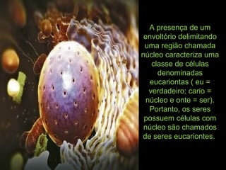 A presença de um
envoltório delimitando
uma região chamada
núcleo caracteriza uma
classe de células
denominadas
eucariontas ( eu =
verdadeiro; cario =
núcleo e onte = ser).
Portanto, os seres
possuem células com
núcleo são chamados
de seres eucariontes.
 