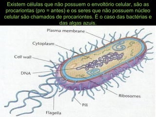 Existem células que não possuem o envoltório celular, são as
procariontas (pro = antes) e os seres que não possuem núcleo
celular são chamados de procariontes. É o caso das bactérias e
das algas azuis.
 