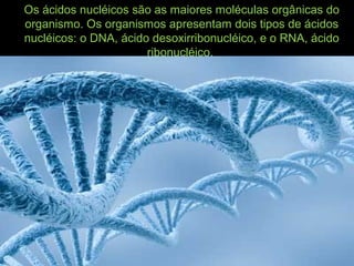 Os ácidos nucléicos são as maiores moléculas orgânicas do
organismo. Os organismos apresentam dois tipos de ácidos
nucléicos: o DNA, ácido desoxirribonucléico, e o RNA, ácido
ribonucléico.
 