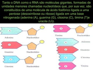 Tanto o DNA como o RNA são moléculas gigantes, formadas de
unidades menores chamadas nucleotídeos que, por sua vez, são
constituídos de uma molécula de ácido fosfórico ligada a uma
pentose (desoxirribose ou ribose) ligada em uma base
nitrogenada (adenina (A), guanina (G), citosina (C), timina (T)e
uracila (U)).
 