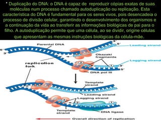 * Duplicação do DNA: o DNA é capaz de reproduzir cópias exatas de suas
moléculas num processo chamado autoduplicação ou replicação. Esta
característica do DNA é fundamental para os seres vivos, pois desencadeia o
processo de divisão celular, garantindo o desenvolvimento dos organismos e
a continuação da vida ao transferir as informações biológicas de pai para o
filho. A autoduplicação permite que uma célula, ao se dividir, origine células
que apresentam as mesmas instruções biológicas da célula-mãe.
 