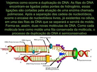 Vejamos como ocorre a duplicação do DNA: As fitas do DNA
encontram-se ligadas pelas pontes de hidrogênio, essas
ligações são cortadas pela atuação de uma enzima chamada
polimerase. Após a separação das cadeia de nucleotídeos,
ocorre o encaixe de nucleotídeos livres, já existentes na célula,
em uma das fitas de DNA que se separará e servirá de molde.
Forma-se, assim, duas novas moléculas de DNA. Como cada
molécula teve como molde uma fita conservada da molécula, o
processo de duplicação do DNA é semiconservativo
 