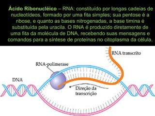 Ácido Ribonucléico – RNA: constituído por longas cadeias de
nucleotídeos, formado por uma fita simples; sua pentose é a
ribose, e quanto as bases nitrogenadas, a base timina é
substituída pela uracila. O RNA é produzido diretamente de
uma fita da molécula de DNA, recebendo suas mensagens e
comandos para a síntese de proteínas no citoplasma da célula.
 