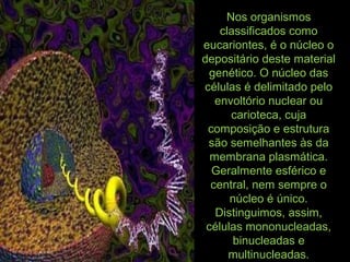 Nos organismos
classificados como
eucariontes, é o núcleo o
depositário deste material
genético. O núcleo das
células é delimitado pelo
envoltório nuclear ou
carioteca, cuja
composição e estrutura
são semelhantes às da
membrana plasmática.
Geralmente esférico e
central, nem sempre o
núcleo é único.
Distinguimos, assim,
células mononucleadas,
binucleadas e
multinucleadas.
 