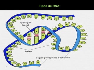 Tipos de RNA:
 