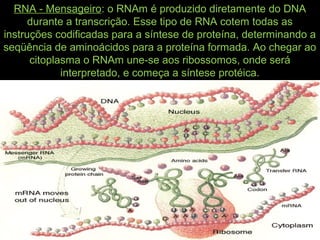 RNA - Mensageiro: o RNAm é produzido diretamente do DNA
durante a transcrição. Esse tipo de RNA cotem todas as
instruções codificadas para a síntese de proteína, determinando a
seqüência de aminoácidos para a proteína formada. Ao chegar ao
citoplasma o RNAm une-se aos ribossomos, onde será
interpretado, e começa a síntese protéica.
 