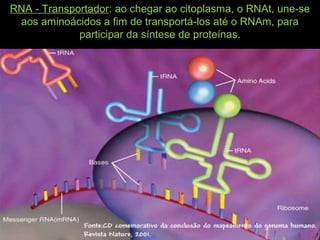RNA - Transportador: ao chegar ao citoplasma, o RNAt, une-se
aos aminoácidos a fim de transportá-los até o RNAm, para
participar da síntese de proteínas.
 