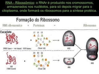 RNA - Ribossômico: o RNAr é produzido nos cromossomos,
armazenados nos nucléolos, para só depois migrar para o
citoplasma, onde formará os ribossomos para a síntese protéica.
 