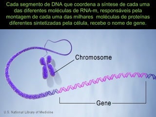 Cada segmento de DNA que coordena a síntese de cada uma
das diferentes moléculas de RNA-m, responsáveis pela
montagem de cada uma das milhares moléculas de proteínas
diferentes sintetizadas pela célula, recebe o nome de gene.
 