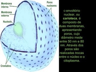 O envoltório
nuclear, ou
carioteca, é
composto de
duas membranas,
apresentando
poros, cujo
diâmetro mede
entre 50 nm e 80
nm. Através dos
poros são
realizadas trocas
entre o núcleo e o
citoplasma.
 