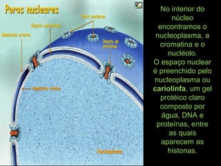 No interior do
núcleo
encontramos o
nucleoplasma, a
cromatina e o
nucléolo.
O espaço nuclear
é preenchido pelo
nucleoplasma ou
cariolinfa, um gel
protéico claro
composto por
água, DNA e
proteínas, entre
as quais
aparecem as
histonas.
 