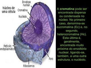 A cromatina pode ser
encontrada dispersa
ou condensada no
núcleo. No primeiro
caso, denomina-se
eucromatina (Ec) e, no
segundo,
heterocromatina (Hc).
Esta última é,
geralmente,
encontrada muito
próxima do envoltório
nuclear, ligando-se,
também, a uma outra
estrutura, o nucléolo.
 
