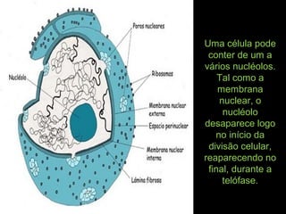 Uma célula pode
conter de um a
vários nucléolos.
Tal como a
membrana
nuclear, o
nucléolo
desaparece logo
no início da
divisão celular,
reaparecendo no
final, durante a
telófase.
 