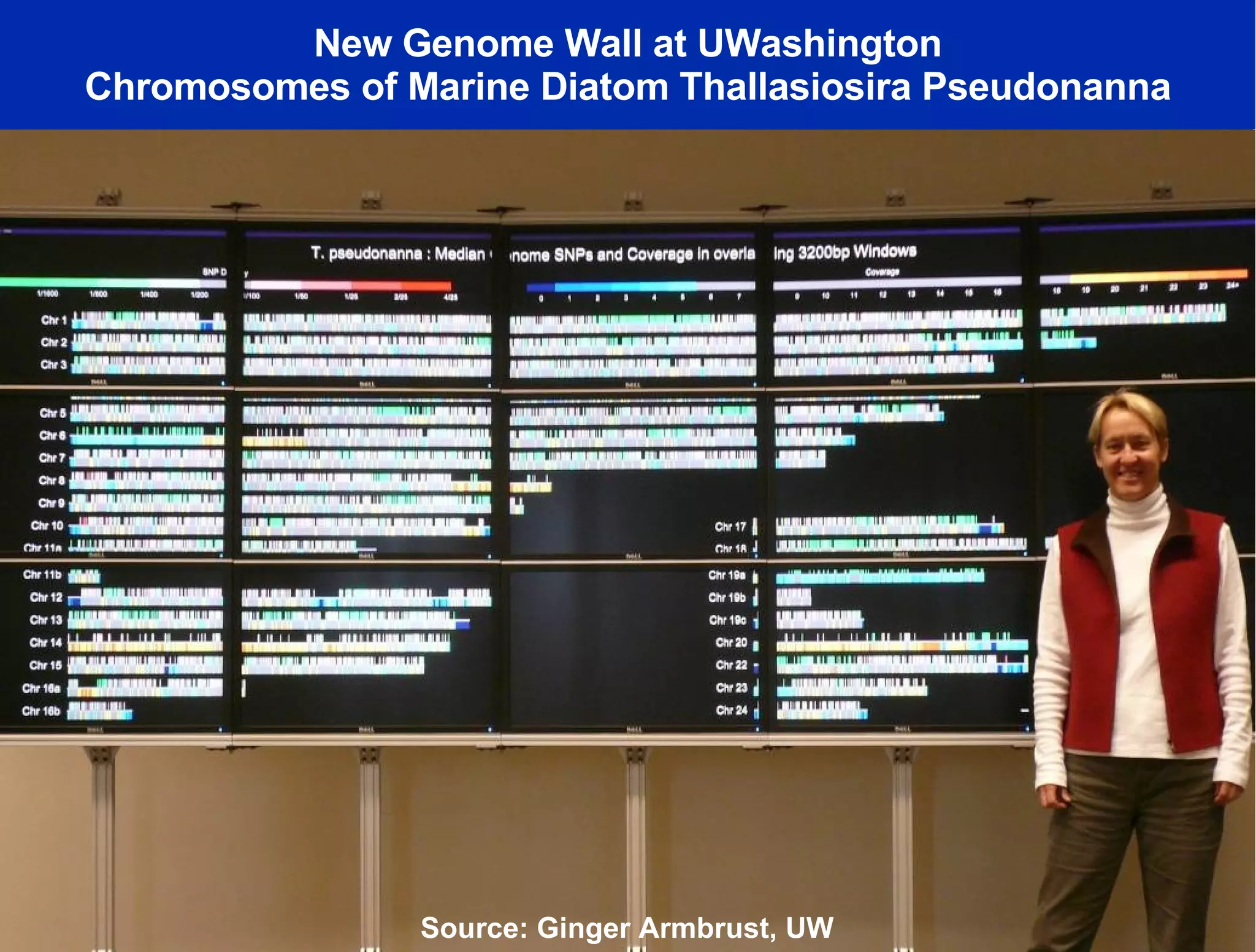 New Genome Wall at UWashington Chromosomes of Marine Diatom Thallasiosira Pseudonanna Source: Ginger Armbrust, UW 