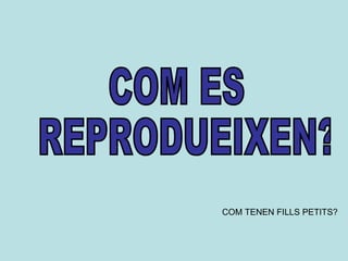 COM ES  REPRODUEIXEN? COM TENEN FILLS PETITS? 