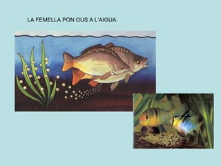 LA FEMELLA PON OUS A L’AIGUA. 
