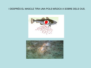 I DESPRÉS EL MASCLE TIRA UNA POLS MÀGICA A SOBRE DELS OUS. 