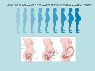 IGUAL QUE EL GERMANET O GERMANETA PETIT QUE PORTA LA MARE AL VENTRE. 